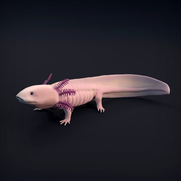 Axolotl - Animal Den Miniatures