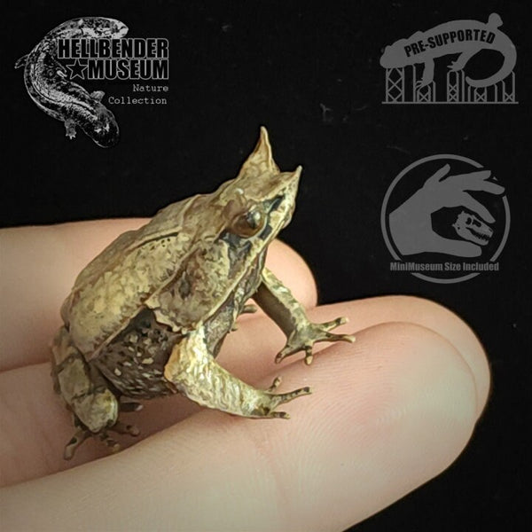 Malayan Horned Frog - UNPAINTED - Hellbender Museum